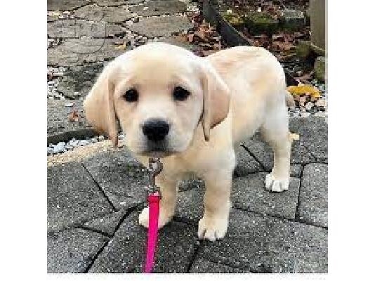 PoulaTo: Moja prelijepa curica je imala leglo od 8 šteneta labradora 3